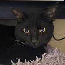 Thumbnail photo of Spooky #1