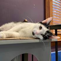 Thumbnail photo of Taco #1