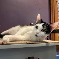 Thumbnail photo of Taco #2