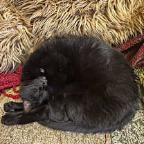 Thumbnail photo of Spooky #2