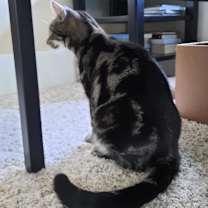 Thumbnail photo of AB Larry #2