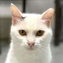 Thumbnail photo of Tootles #1