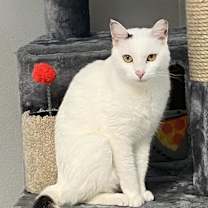 Thumbnail photo of Tootles #4