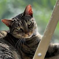 Thumbnail photo of Lucy #1