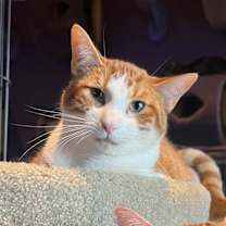 Thumbnail photo of Shiloh #1
