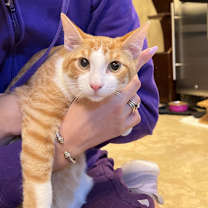 Thumbnail photo of Shiloh #2