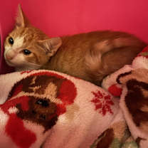 Thumbnail photo of Shiloh #3