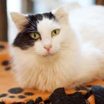 Thumbnail photo of Pirate #4