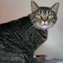 Thumbnail photo of Joe (in foster) #2