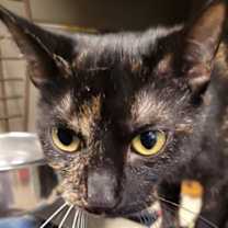 Thumbnail photo of Adaline #2