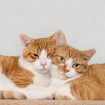 Thumbnail photo of Hemingway #3