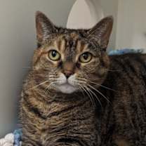 Thumbnail photo of Bella #2