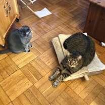 Thumbnail photo of Montgomery *MUST BE ADOPTED WI #3
