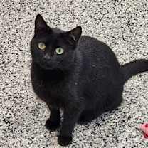 Thumbnail photo of Duchess #2