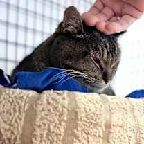 Thumbnail photo of Dwight (pending application) #2