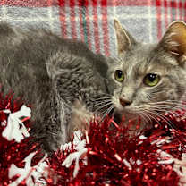 Thumbnail photo of Field-FIV+ #2