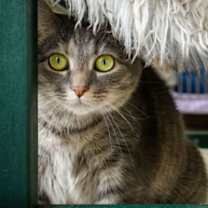 Thumbnail photo of Kaia #3