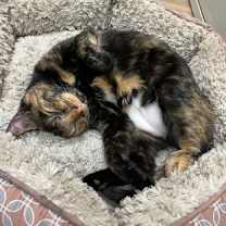 Thumbnail photo of Cayenne   *A PRIORITY PET* #2