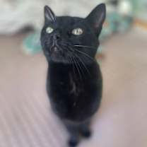 Thumbnail photo of Bebe #3