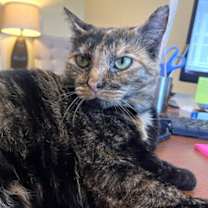 Thumbnail photo of Cayenne   *A PRIORITY PET* #3
