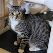 Thumbnail photo of Toby #2