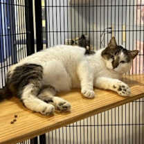 Thumbnail photo of Truman #2