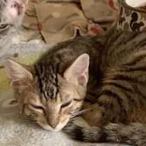 Thumbnail photo of Lucas #2