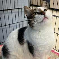 Thumbnail photo of Truman #3