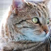 Thumbnail photo of Molly 111121 #2