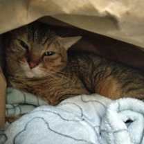 Thumbnail photo of Scotch #2