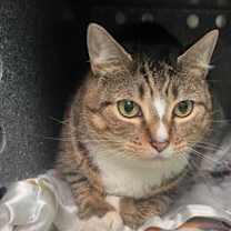 Thumbnail photo of Cookie #2