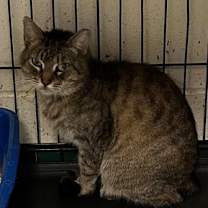 Thumbnail photo of Snickers #3