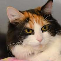 Thumbnail photo of Cleo #2