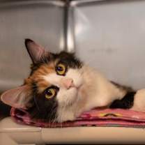 Thumbnail photo of Cleo #3