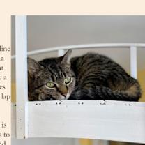 Thumbnail photo of Fauna #3