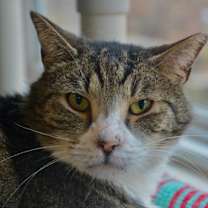 Thumbnail photo of Percy #2