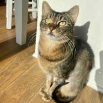 Thumbnail photo of Speckles #2