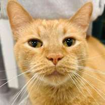 Thumbnail photo of Simba the Brave #2