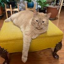 Thumbnail photo of Simba the Brave #3