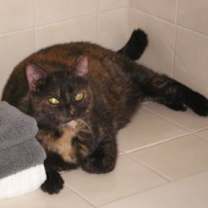 Thumbnail photo of Lucy - Available in Foster #2