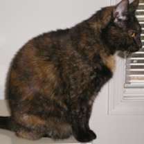 Thumbnail photo of Lucy - Available in Foster #3