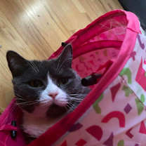 Thumbnail photo of Moni - Available In Foster #2