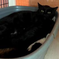 Thumbnail photo of Calliope #2