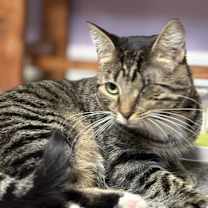 Thumbnail photo of Tori #2