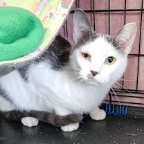 Thumbnail photo of Zeek #3