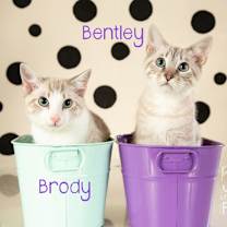 Thumbnail photo of Brody #2