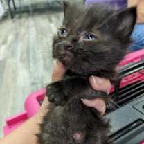 Thumbnail photo of Ozzie #3