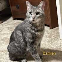 Thumbnail photo of Damien #4