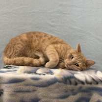 Thumbnail photo of Garfield #2