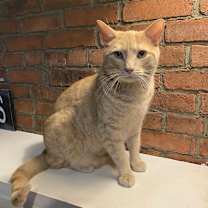 Thumbnail photo of Garfield #3